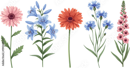 Colorful Garden Flowers Collection with Gerbera Daisy, Blue Lilies, Cornflowers and Pink Hollyhock Botanical Floral Vector Illustration Set