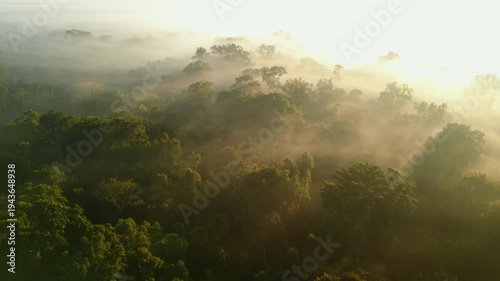 Aerial drone footage of morning mist rising over the Amazon rainforest canopy in Tambopata, Madre de Dios, Peru. Dense tropical jungle landscape covered in fog at sunrise