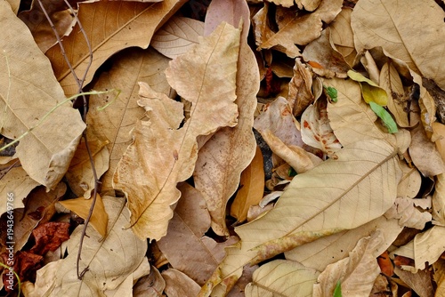 dry oak leaves