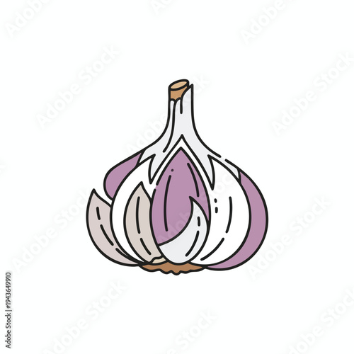 Stylized drawing of a single garlic bulb with purple and white cloves