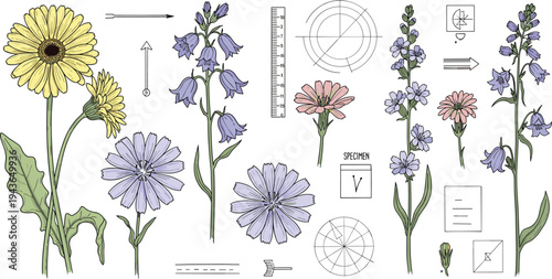 Botanical study wildflower collection with measurement guides diagrams and specimen labels, scientific floral illustration vector set