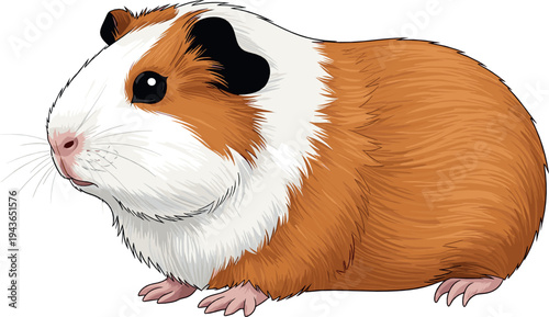 Guinea Pig Cute Small Pet Animal Detailed Illustration Brown and White Rodent Domestic Mammal Vector Isolated on White Background