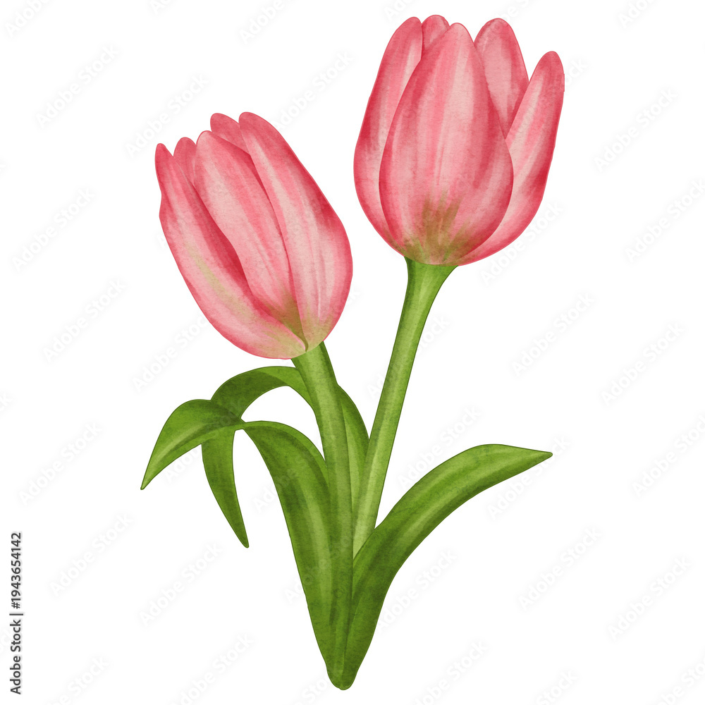 Obraz premium Pink Tulips Flowers Watercolor Illustration