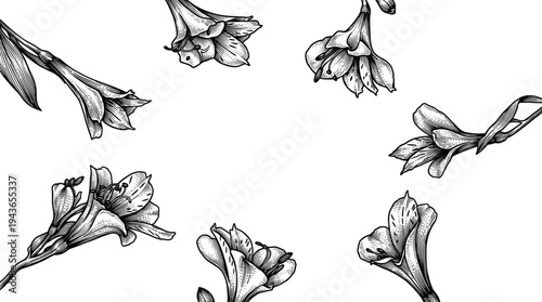 Alstroemeria flowers or lily of incas border drawing in a vintage style