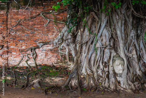 An ancient Buddha head embedded in tree roots on a brick and wooden wall at Wat Phra Mahathat, Ayutthaya Historical Park, Thailand, is an authentic and popular tourist destination.