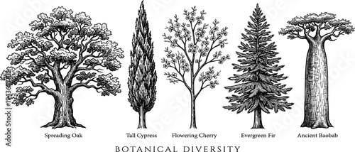 Botanical Diversity A Collection of Illustrations Showcasing Different Tree Species and Their Unique Forms