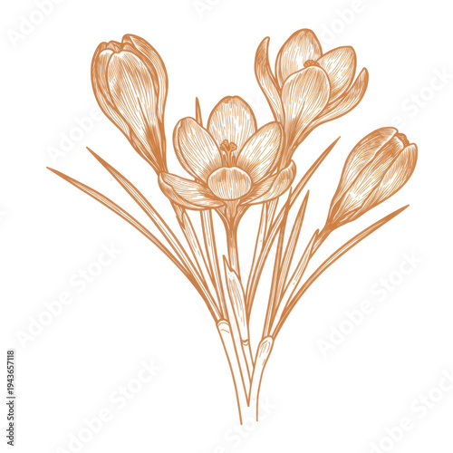 Detailed line art crocus blossoms in warm tones isolated on white background