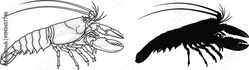 Lobster illustration, silhouette, marine animal, seafood, crustacean drawing, black and white, biology, anatomy, ocean life, sea creature, aquatic design