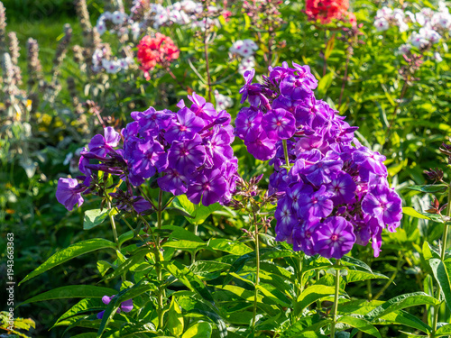 Tableau sur toile Vibrant purple phlox flowers blooming in a lush summer garden with soft sunlight