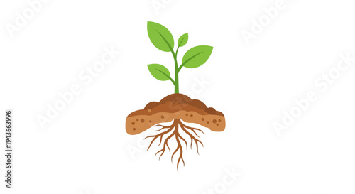 Young plant growing from soil with visible roots, concept of growth and new life