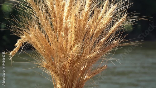 dried golden barley flowers.Natural river view background.