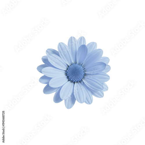 Pale blue daisy flower overhead closeup shot isolated on white background