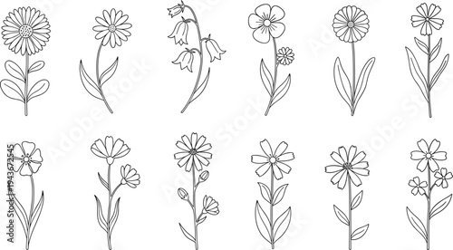 Hand drawn simple wildflower outline collection with minimal botanical flowers and leaves, clean floral line art vector set
