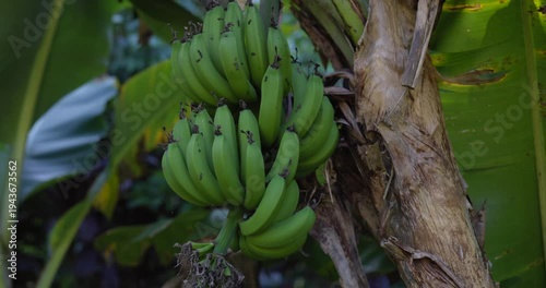 Bananas still growing on the tree
