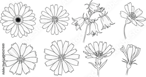 Hand drawn wildflower collection with detailed botanical line art flowers, daisy and cosmos floral elements isolated vector illustration set
