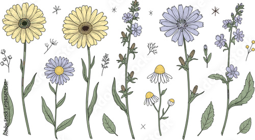 Hand drawn wildflower botanical collection with pastel daisy chamomile and meadow plants, detailed floral stems natural vector illustration set