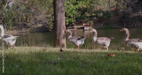 Ducks walking in a line next to a pond