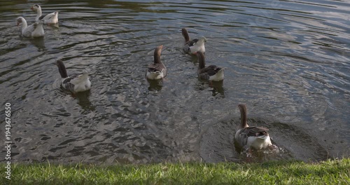 Ducks in pond on summer day
