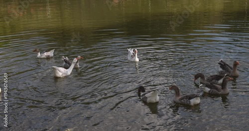Ducks swimming in pond