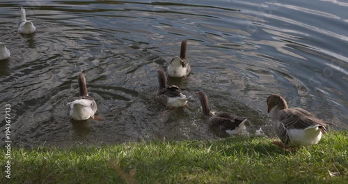 Ducks jumping into water on sunny day