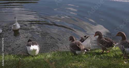 Ducks waging tails as they land in water - from behind