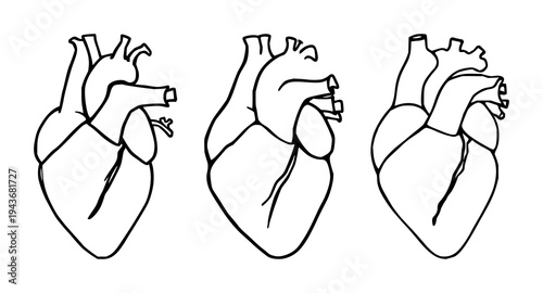 Heart set with abstract line art of a human heart, anatomical minimalist style, black ink, white background featuring anatomy, illustration, vector design with minimalism and black & white