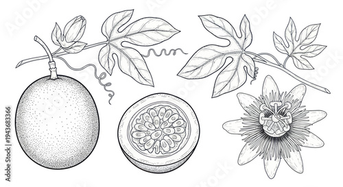 Passion fruit illustration: whole fruit, cross-section, flower, and leaves in sketch style