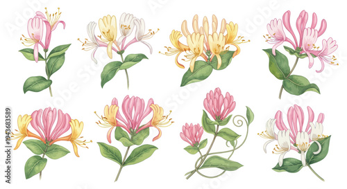 Collection of Watercolor Honeysuckle Flowers and Leaves