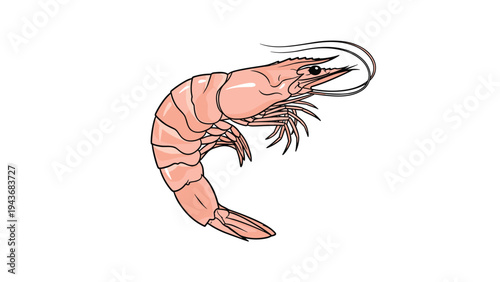 Single whole cooked shrimp or prawn is illustrated in a realistic style for seafood and culinary design projects.