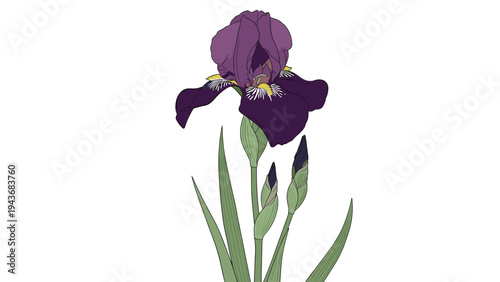 Elegant purple iris flower with tall green leaves and unopened buds is illustrated in a delicate botanical style.