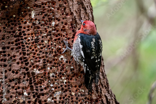 Bilde på lerret sap sucker wood pecker