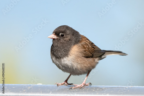 Bird on railing 