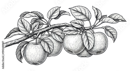 Hand-drawn apple branch with ripe fruits and leaves, black and white sketch art.
