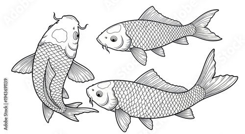 Three Koi Fish Illustration, Black and White Drawing, Isolated on White Background