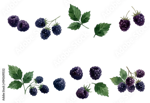 Watercolor-style fresh blackberry illustration, ripe dark berry with green leaf／ブラックベリー