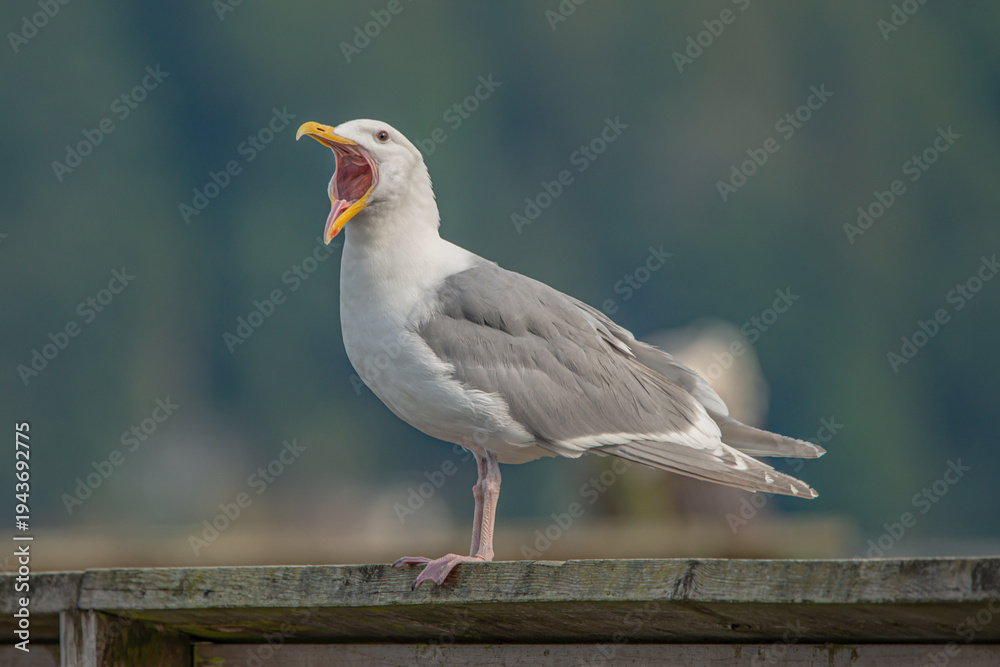 Obraz premium Seagull with mouth open
