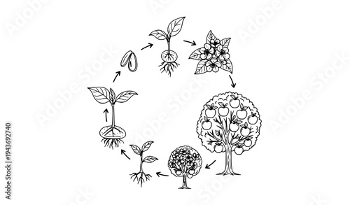Apple Tree Life Cycle Circular Diagram From Seed Germination to Fruit Line Vector