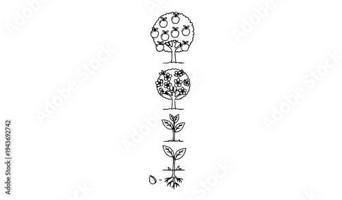 Apple Tree Growth Stages Infographic From Seed to Fruit Tree Botanical Line Vector