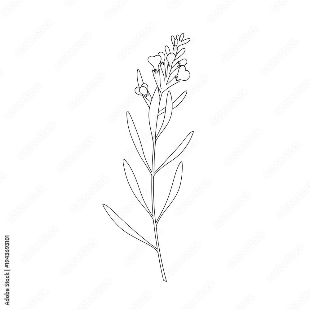 Fototapeta premium Elegant black and white line art botanical illustration isolated on white background