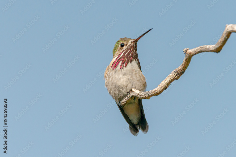Fototapeta premium Calliope hummingbird 