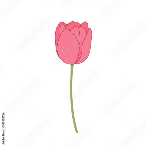 Single pink tulip with green stem, simple botanical illustration isolated on white background