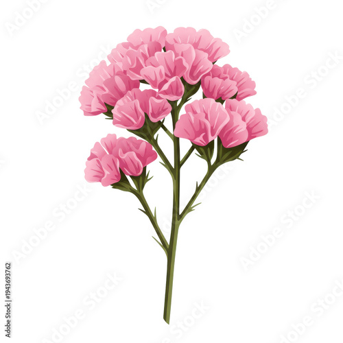 Delicate pink statice flower cluster with green stem and subtle veining isolated on white background