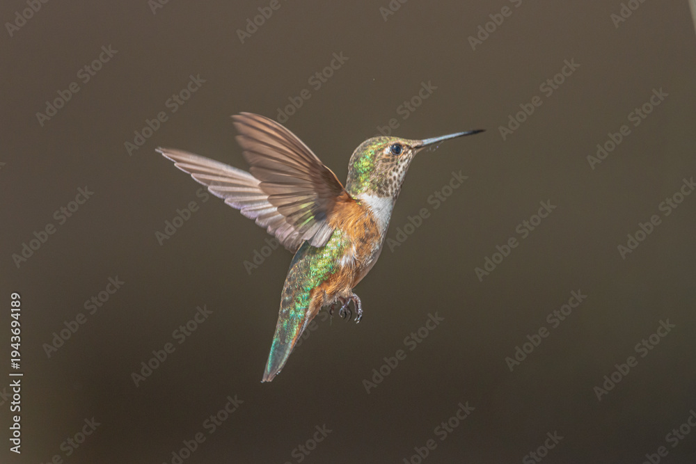 Fototapeta premium hummingbird in flight
