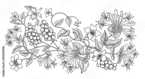 Botanical Illustration: Delicate Honeysuckle Flowers and Berries, Ink Drawing