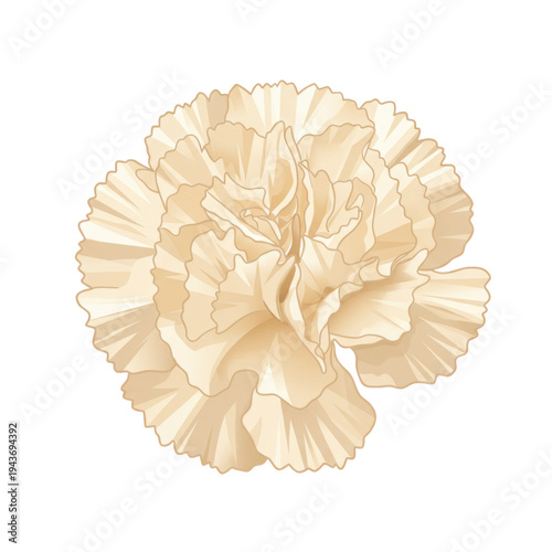 Creamy carnation bloom with delicate petals and detailed texture isolated on white background