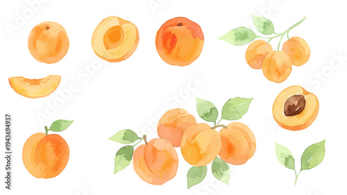 Watercolor-style fresh apricot illustration, ripe fruit with soft orange texture／アプリコット　杏