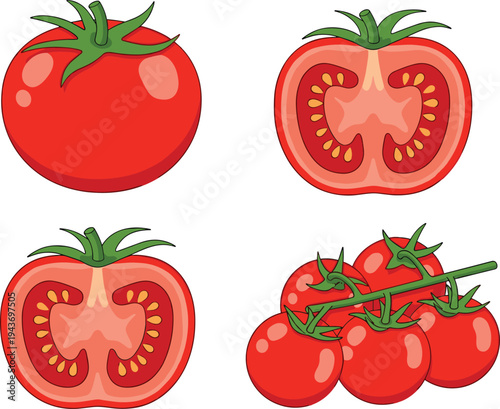 Vector illustration of red tomatoes featuring whole fruit, cross section halves, and cherry tomatoes on vine for cooking and nutrition.
