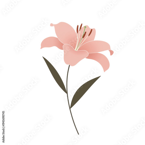 Delicate pink lily with simple, elegant lines isolated on white background