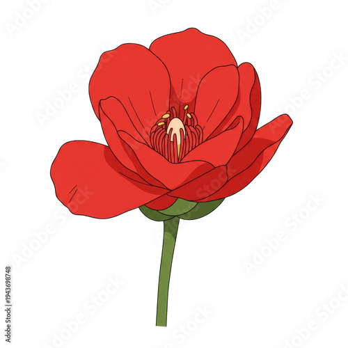 Vivid red poppy blossom with detailed stamens and green stem illustration isolated on white background