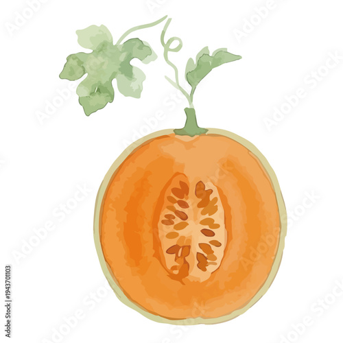 Watercolor-style fresh cantaloupe melon illustration, orange flesh musk melon with slice／赤肉メロン